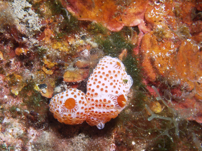 przy brzegu - żachwa (aplidium elegans)