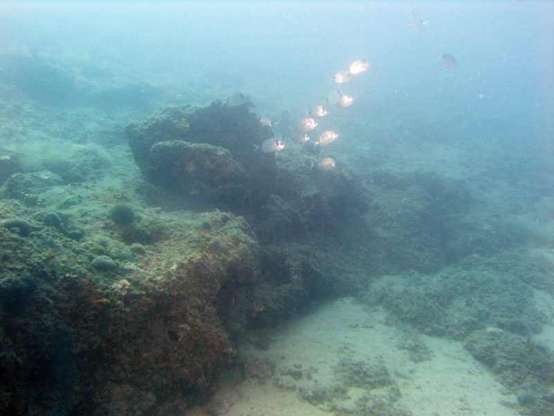 amarele (diplodus vulgaris)