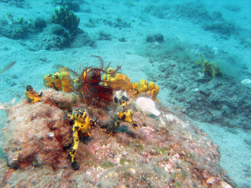 liliowiec (antedon mediterranea)