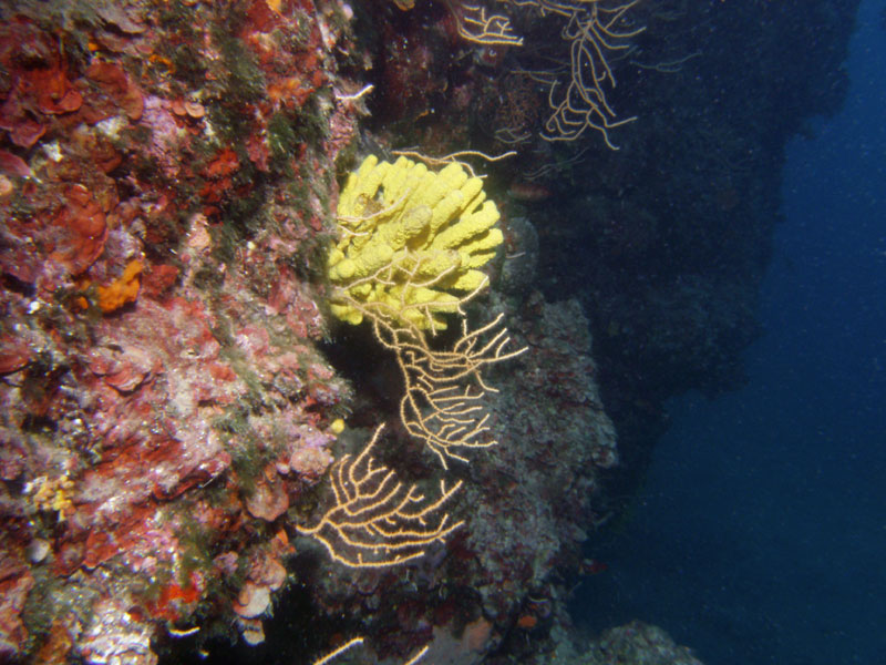 gorgonie i gąbka na skale porośniętej krasnorostami (eunicella cavolinii, aplysina aerophoba, peyssonnelia?)