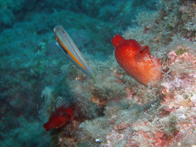 żachwa czerwona (halocynthia papillosa)