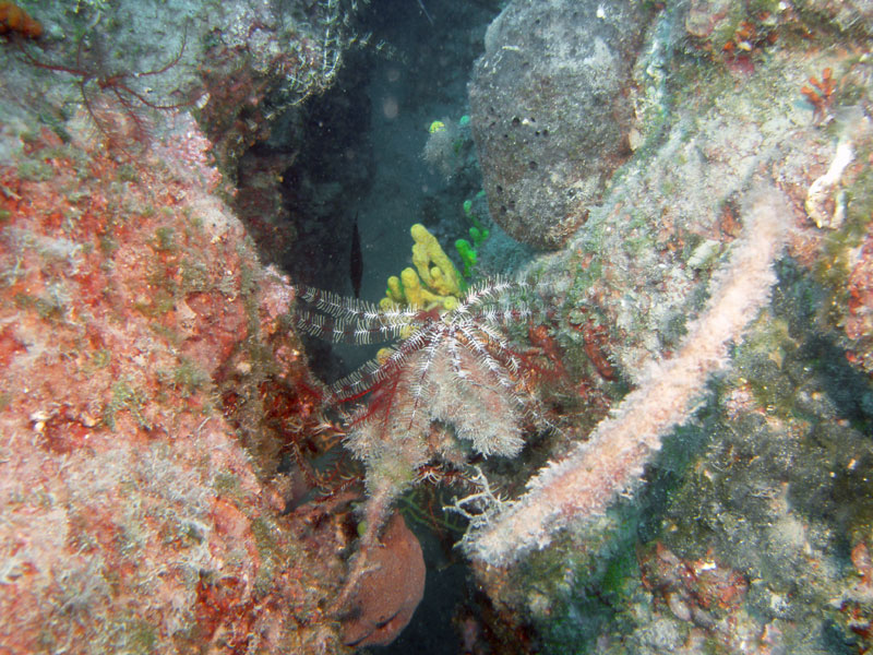 liliowiec (antedon mediterranea)