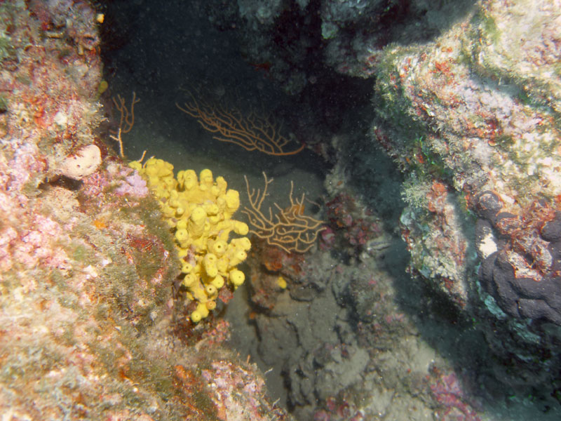 gorgonie i gąbka (eunicella cavolinii, aplysina aerophoba)