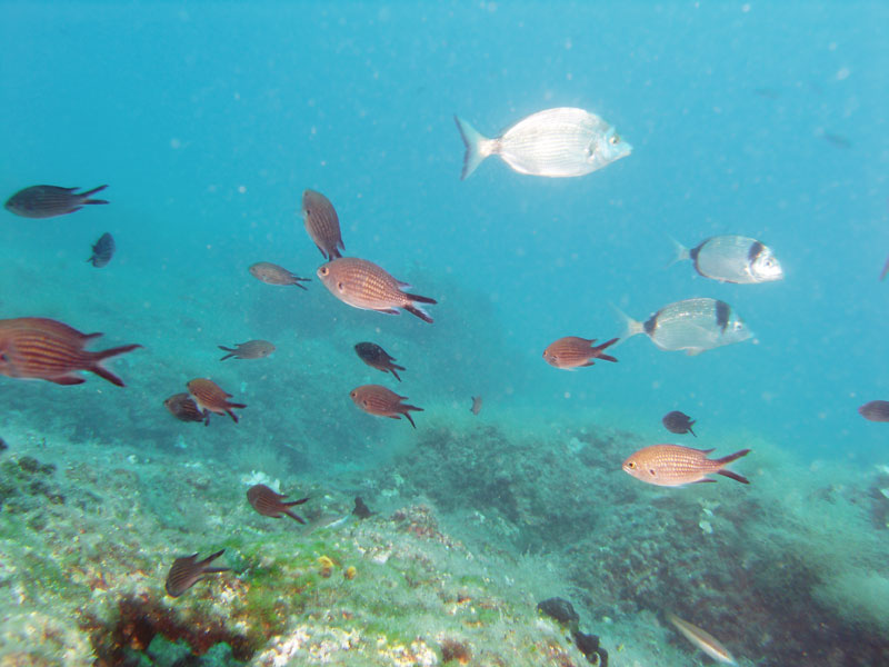 chromisy i amarele (chromis chromis i diplodus vulgaris)