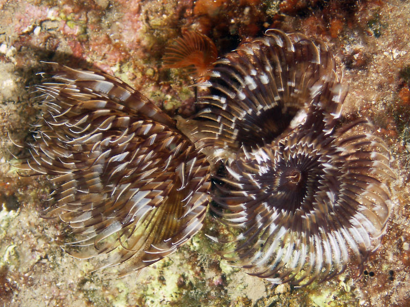 wieloszczet (spirographis spallanzani)