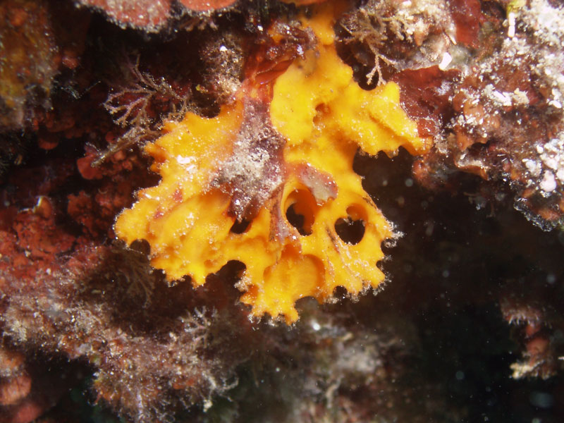 gąbka (acanthella acuta)