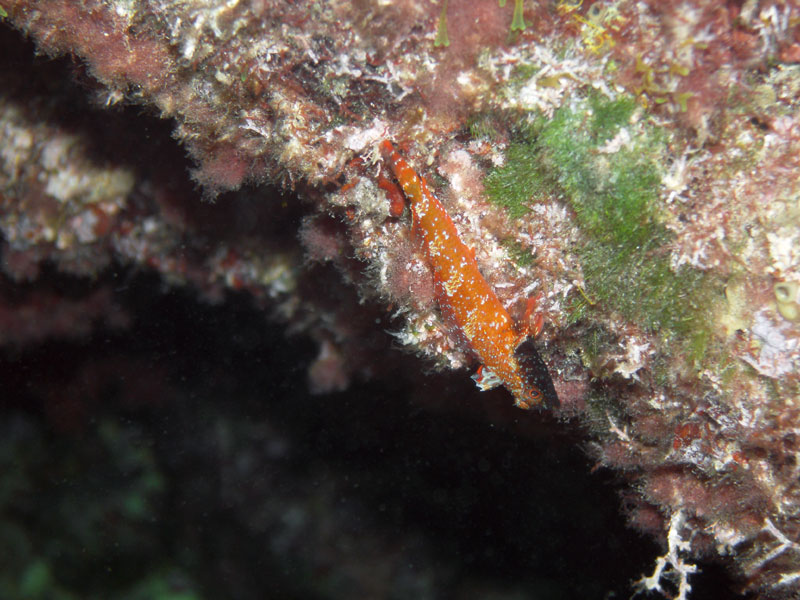 trójpłetwik (tripterigion)