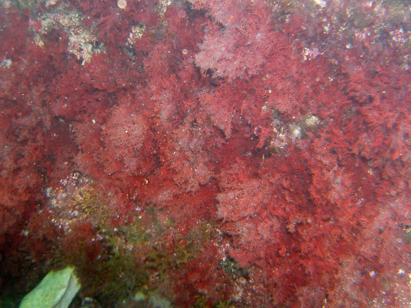 plocamium  (?)