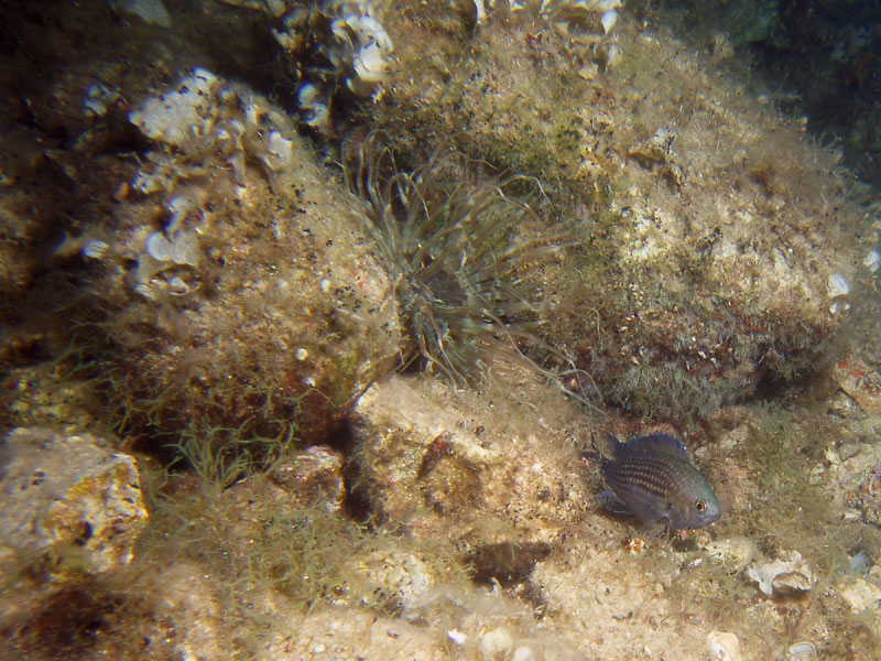 chromis (chromis chromis)