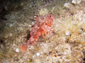 skorpena (scorpaena)