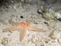 rozgwiazda (astropecten aranciacus)