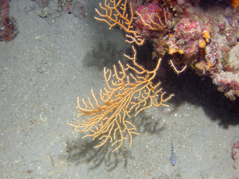 gorgonia (eunicella cavolinii)