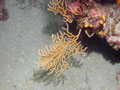 gorgonia (eunicella cavolinii)