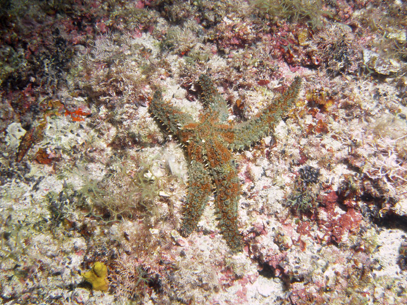 rozgwiazda (marthasterias glacialis)