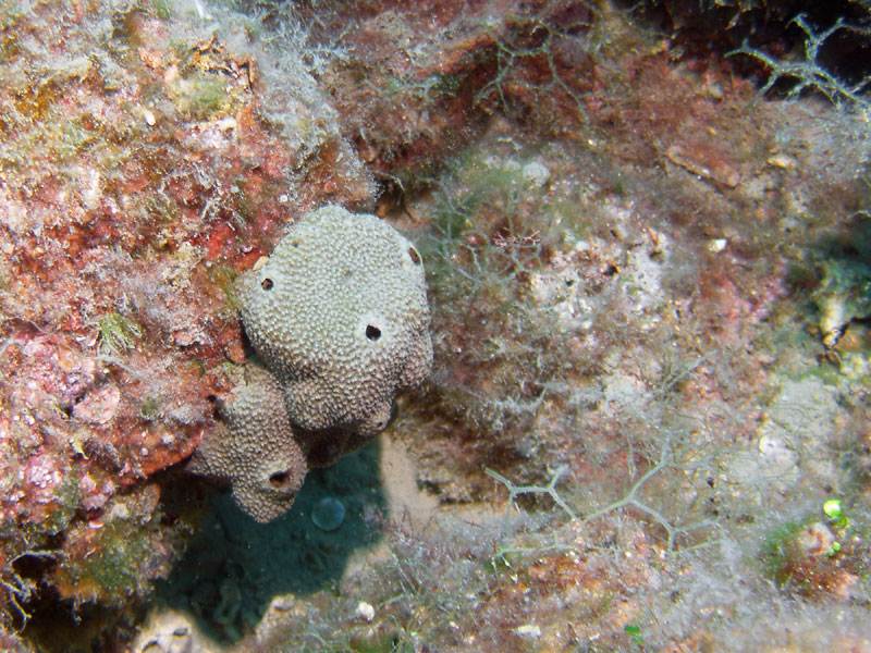 gąbka szlachetna (spongia officinalis)