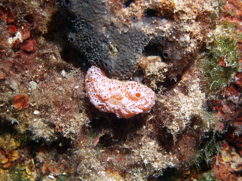żachwa (aplidium elegans)