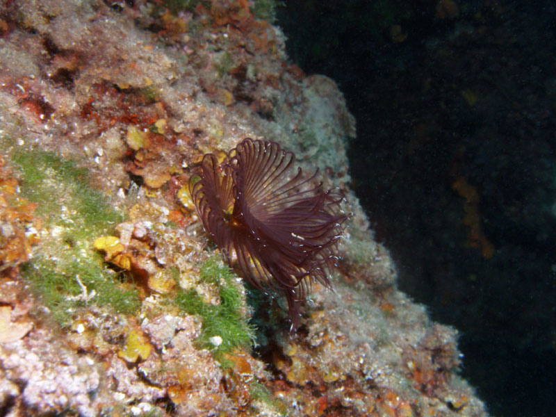 wieloszczet (spirographis spallanzani)