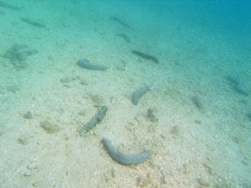 morski ogórek (holothuria_forskali)