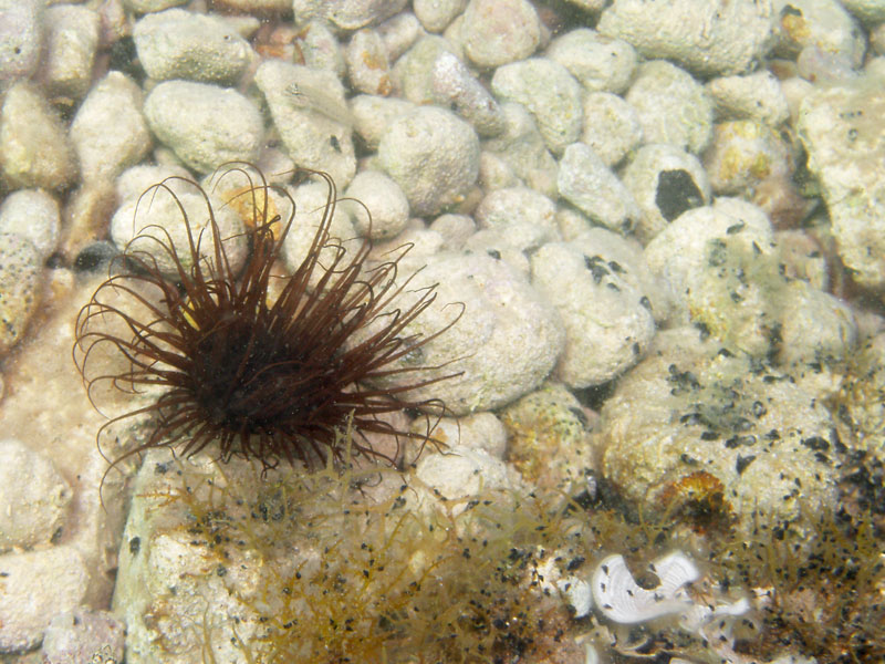 szorstnik (cerianthus membranacea)