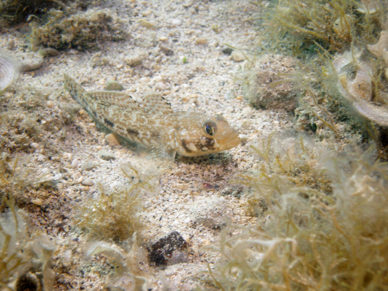 trójpłetwik (tripterigion)