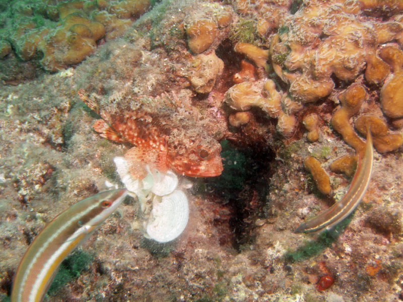 skorpena (scorpaena)