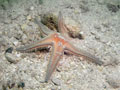 rozgwiazda (astropecten aranciacus)