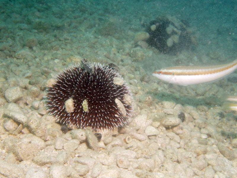 jeżowce (sphaerechinus granularis)