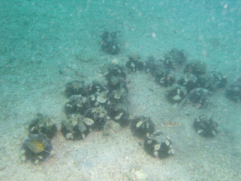 jeżowce (sphaerechinus granularis)