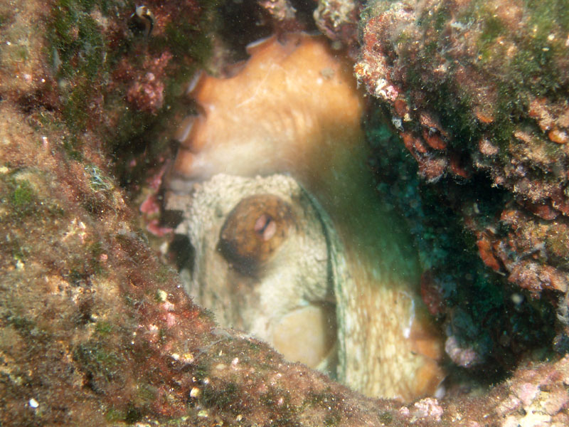 ośmiornica zwyczajna (octopus vulgaris)