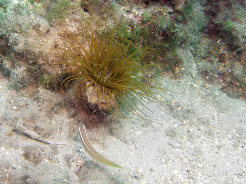 szorstnik (cerianthus membranacea)