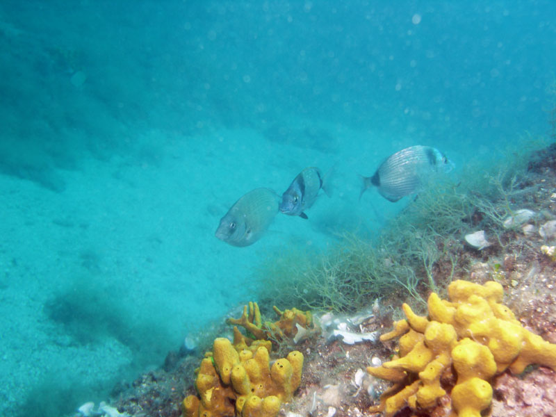 amarele i sargusy (diplodus vulgaris i diplodus sargus)
