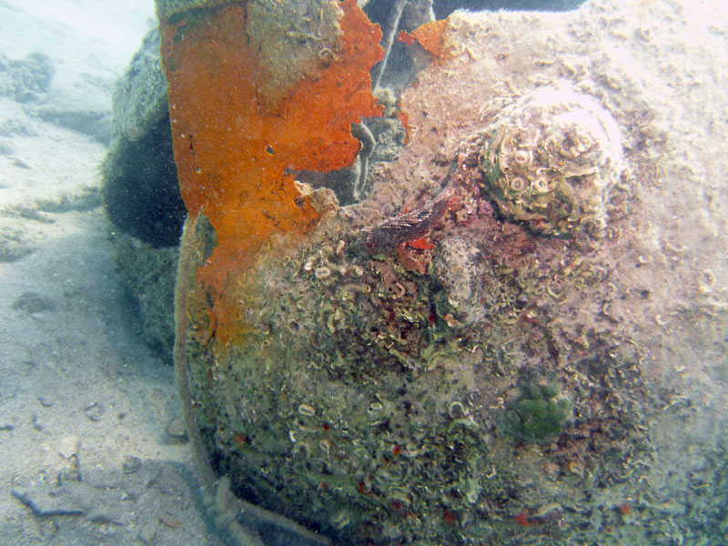 skorpena (scorpaena)