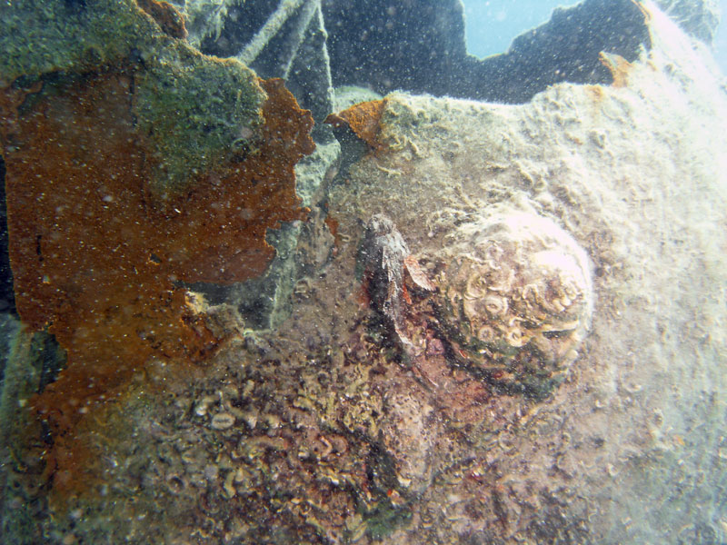 skorpena (scorpaena)