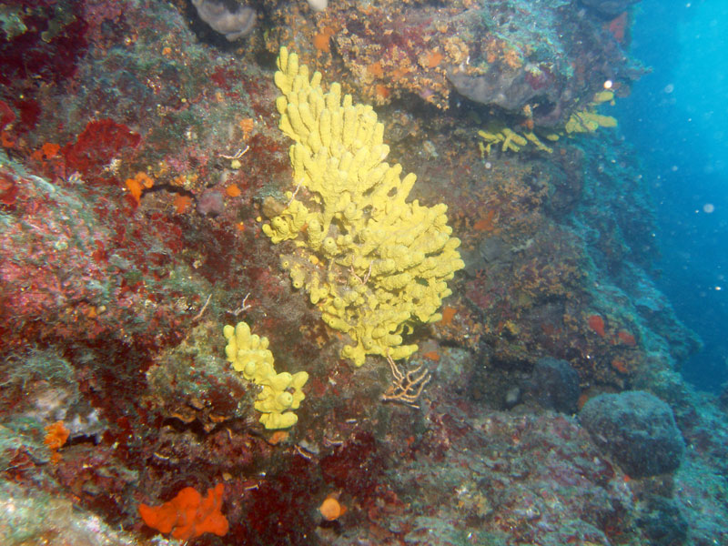 gąbki (aplysina aerophoba), małe gorgonie (eunicella cavolinii)