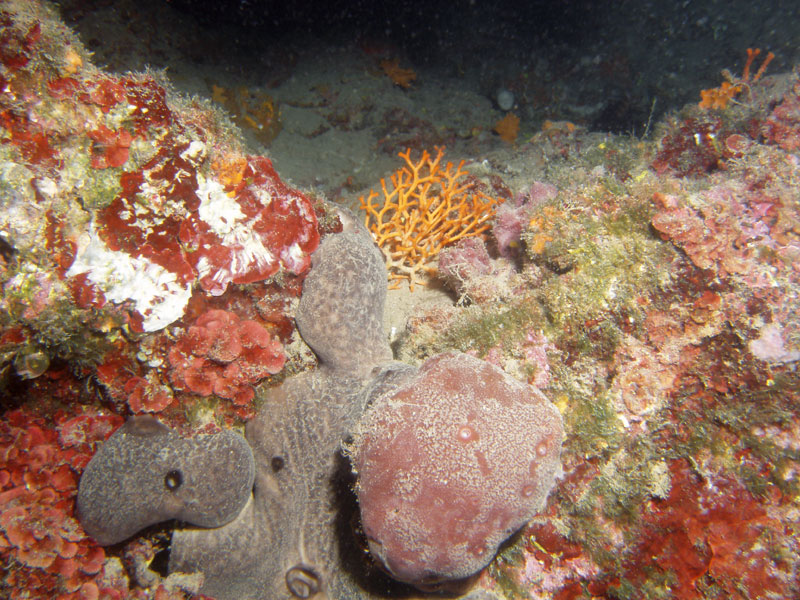 życie na ściance: gąbki, mszywioł (smittina cervicornis)
