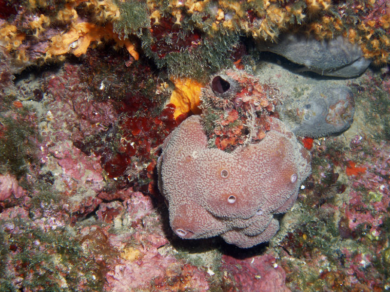 gąbka szlachetna (spongia officinalis)