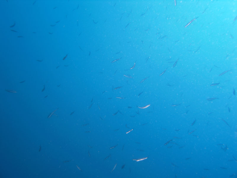 ryby przy krawędzi ściany