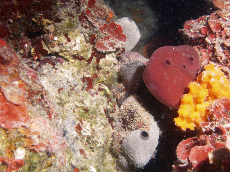 życie na ściance: gąbki