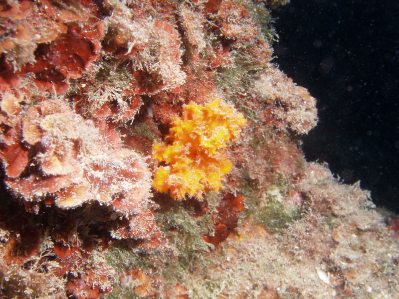 gąbka (acanthella acuta)