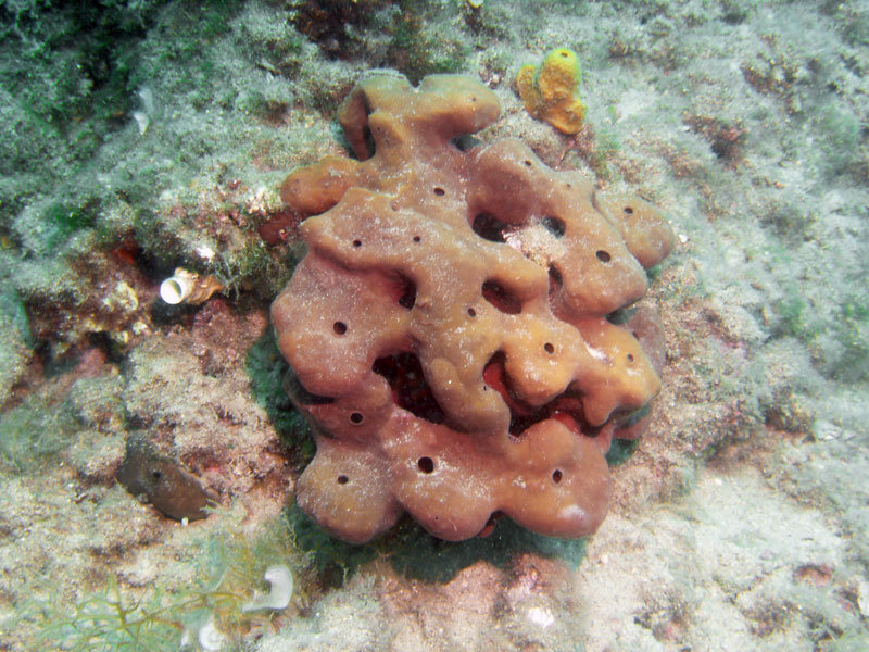 niezidentyfikowana gąbka