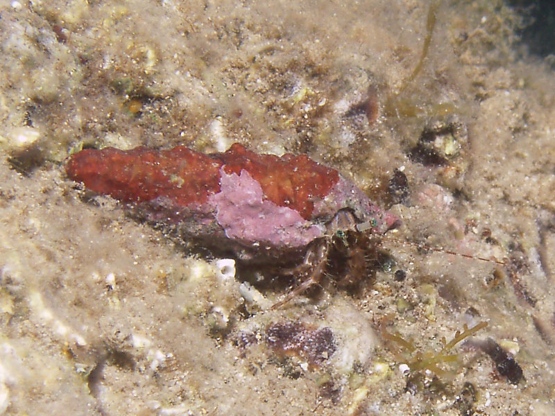 krab pustelnik (pagurus anachoretus)