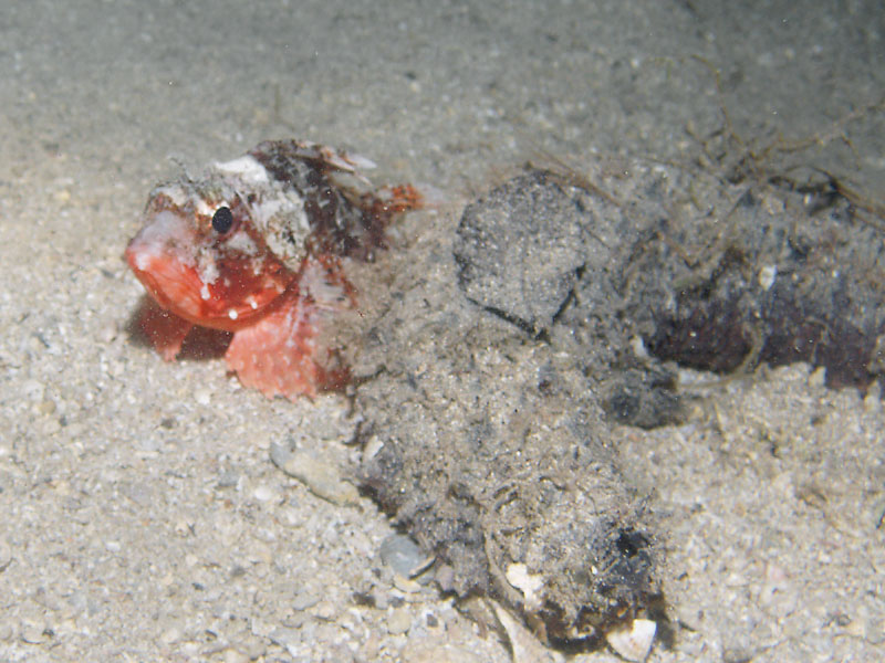 skorpena (scorpaena)