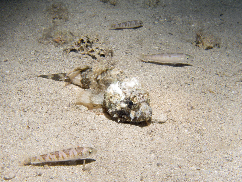 skorpena (scorpaena)