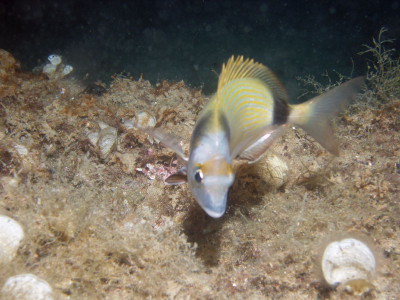 amarel (diplodus vulgaris)