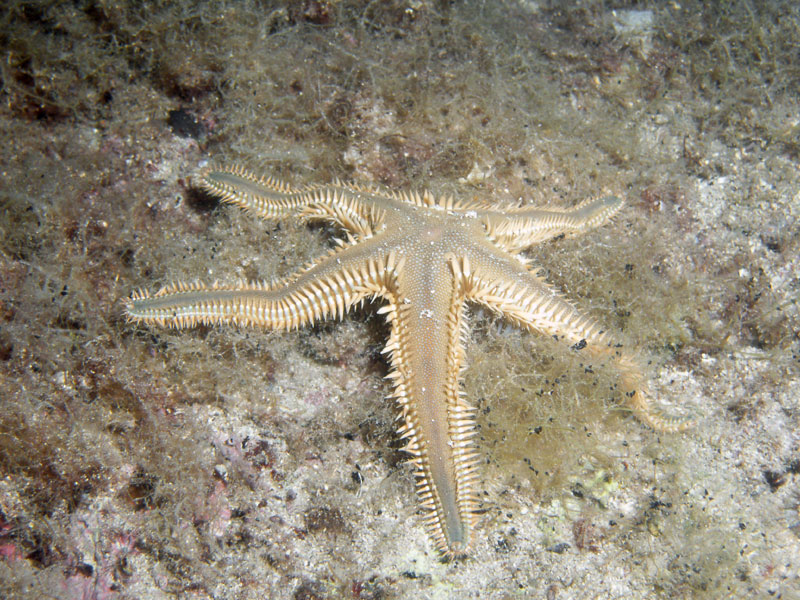 rozgwiazda (astropecten aranciacus)