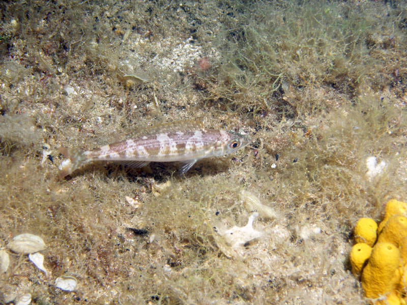 niezidentyfikowana ryba