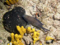 chromis (chromis chromis)