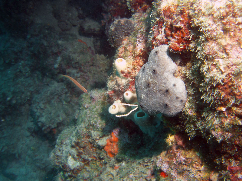 gąbka szlachetna (spongia officinalis)