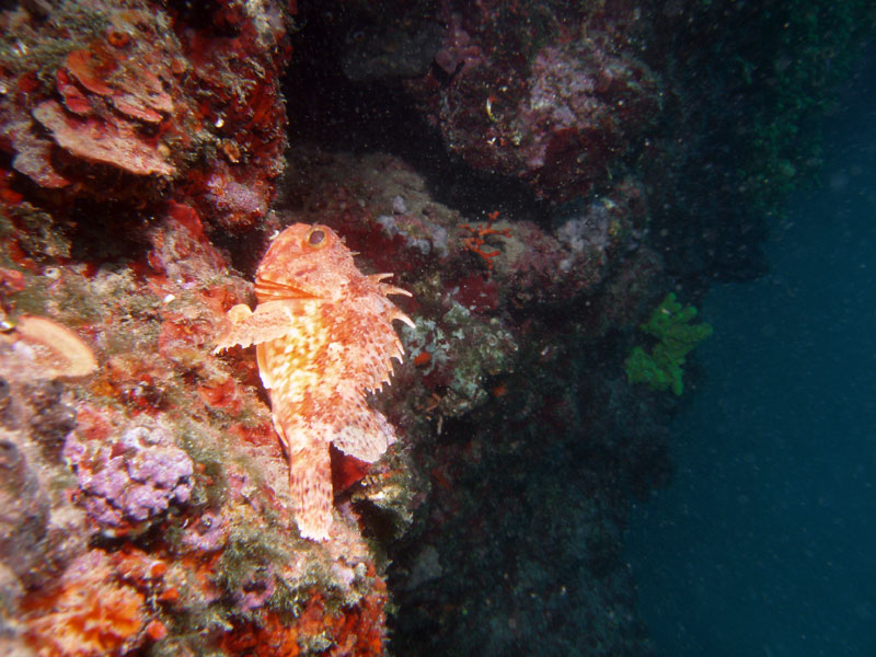 skorpena (scorpaena)