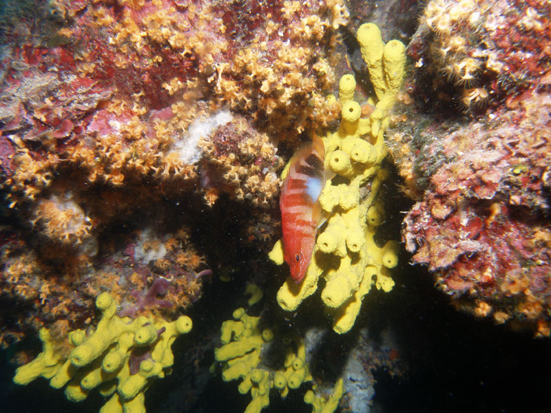 strzępiel (serranus)